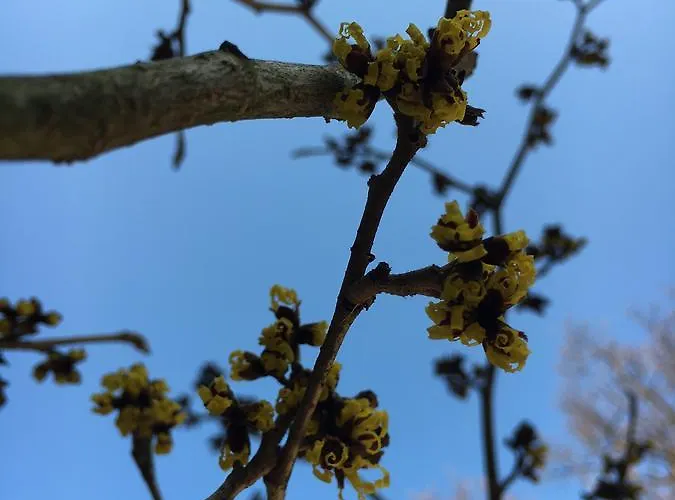 Stadt-gut-hotels - Kleine Pensión Weimar (Thuringia)